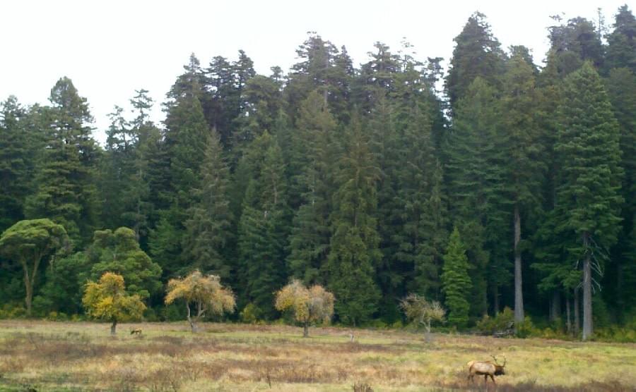 Redwood Tree National Park with Elk Redwood Tree National Park with Elk
