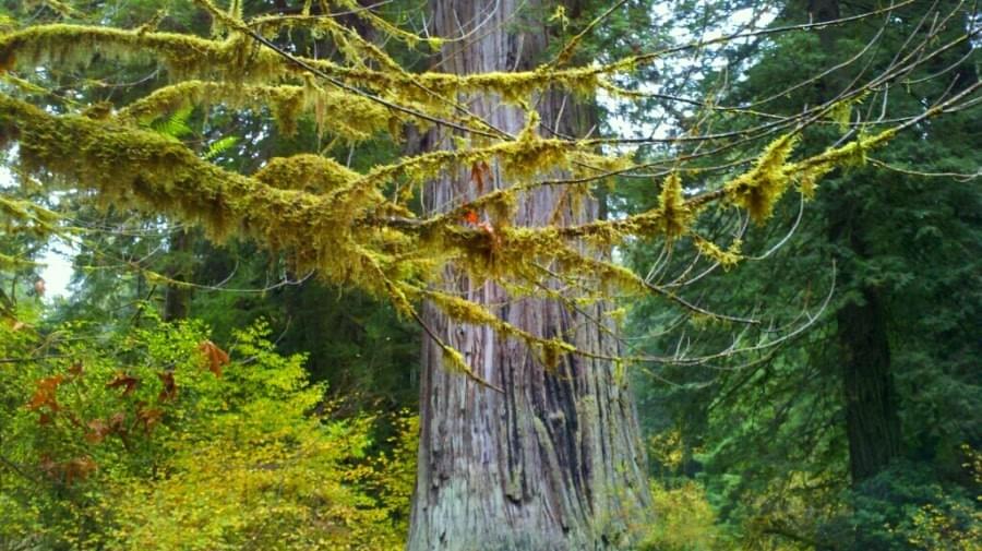 Redwood Tree National Park Redwood Tree National Park