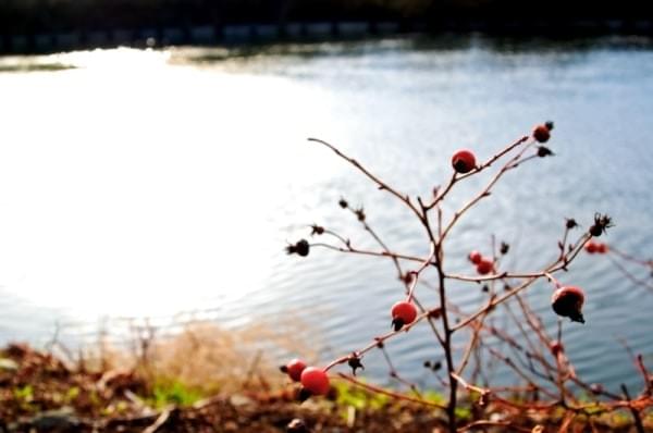 Cedar River Trail + Watershed, Renton, Wash. Cedar River Trail + Watershed, Renton, Wash.