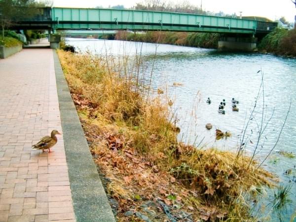 Cedar River Trail, Renton, Wash. Cedar River Trail, Renton, Wash.