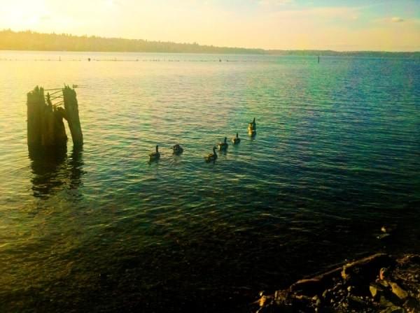 Ducks at Gene Coulon Memorial Beach Park, Renton, Wash. Ducks at Gene Coulon Memorial Beach Park, Renton, Wash.