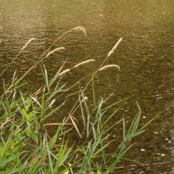 Grass at Cedar River Trail, Renton, Wash., August 15, 2015 Grass at Cedar River Trail, Renton, Wash., August 15, 2015