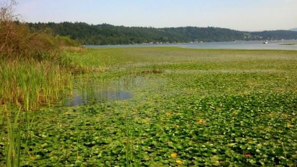 Lake Sammamish via trail, Summer 2015 Lake Sammamish via trail, Summer 2015
