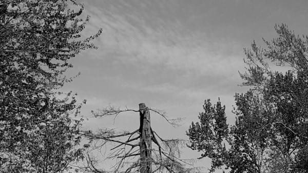 Mercer Island Slough, Bellevue, Wash. Mercer Island Slough, Bellevue, Wash.