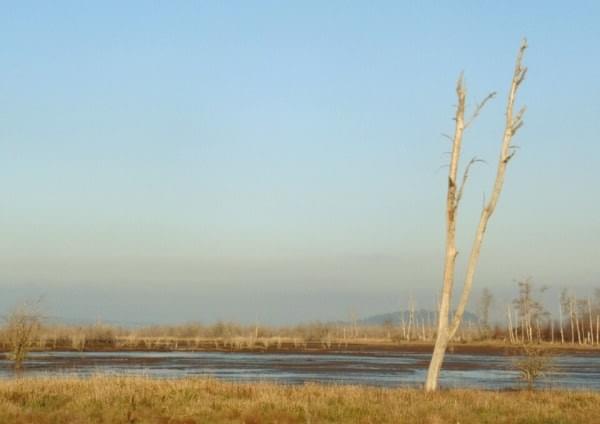 Billy Frank Jr. Nisqually Wildlife Refuge near Olympia, Wash. Billy Frank Jr. Nisqually Wildlife Refuge near Olympia, Wash.