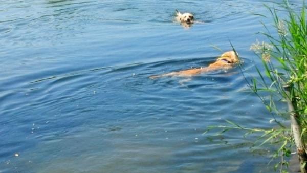 Dogs swimming at Cedar River Watershed, Renton, Wash. Dogs swimming at Cedar River Watershed, Renton, Wash.