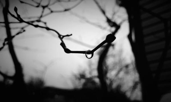 Rain drop on branch, Renton, Wash., Winter 2016 Rain drop on branch, Renton, Wash., Winter 2016