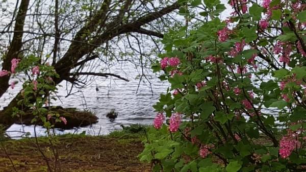 Cedar River, July 4, 2017 Cedar River, July 4, 2017