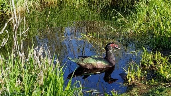 Muscovy duck at Soos Creek Trail, Kent, Wash. Muscovy duck at Soos Creek Trail, Kent, Wash.
