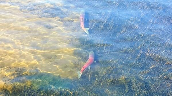 Salmon spawning at Cedar River Watershed at Lake Washington, Renton, Wash., October 8, 2017 Salmon spawning at Cedar River Watershed at Lake Washington, Renton, Wash., October 8, 2017