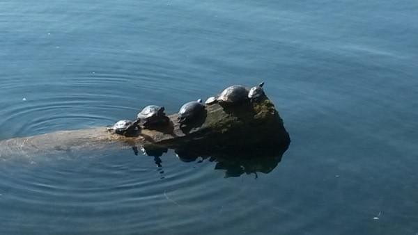 Turtle family on log at Gene Coulon Memorial Beach Park, Renton, Wash., October 1, 2015 Turtle family on log at Gene Coulon Memorial Beach Park, Renton, Wash., October 1, 2015
