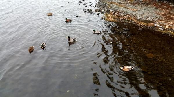 Ducks at Gene Coulon Beach Memorial Park, Renton, Wash., December 2016 Ducks at Gene Coulon Beach Memorial Park, Renton, Wash., December 2016