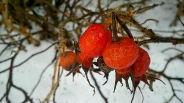 Nootka rose pods, Highlands, Renton, Wash. Nootka rose pods, Highlands, Renton, Wash.