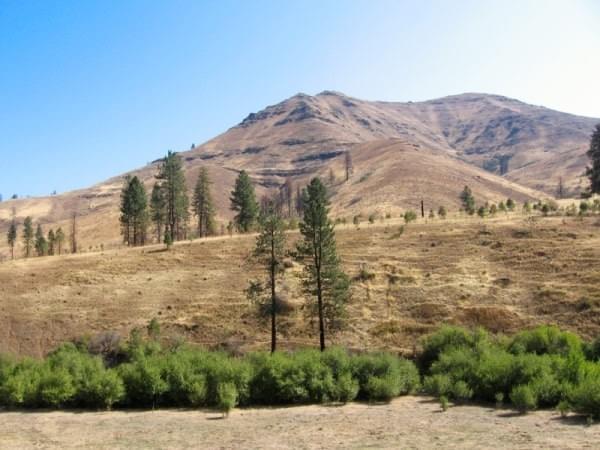 Trees + High Desert at Joseph County, Oregon Trees + High Desert at Joseph County, Oregon