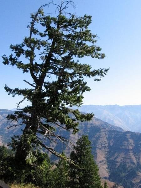 Tree at Hells Canyon, Oregon Tree at Hells Canyon, Oregon