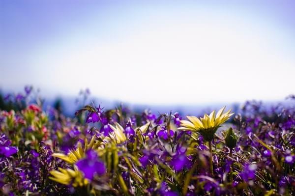 Mt. Hood flowers via Timberline Lodge Oregon Mt. Hood flowers via Timberline Lodge Oregon
