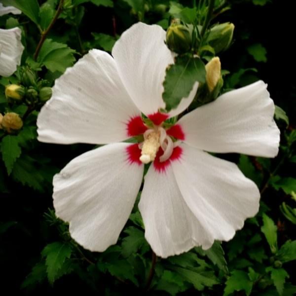 Hibiscus flower, Kelowna, BC, Canada Hibiscus flower, Kelowna, BC, Canada