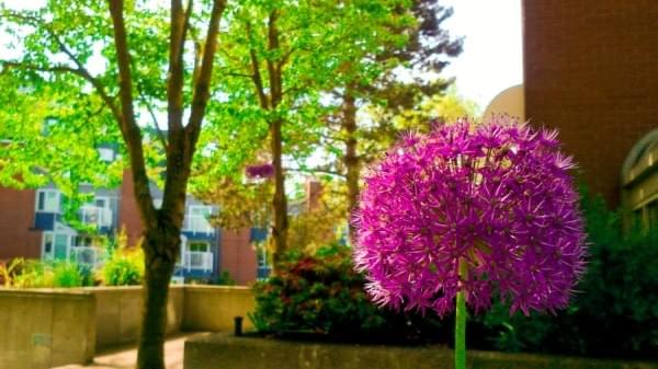 Pink Flower at Vancouver, BC Pink Flower at Vancouver, BC