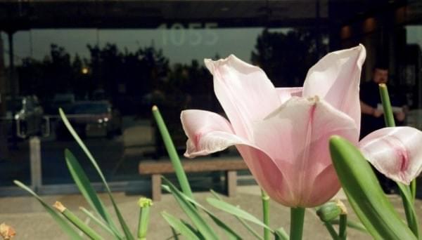 tulip in front of workshop location tulip in front of workshop location
