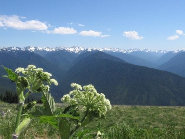 Hurricane Ridge, Wash. Hurricane Ridge, Wash.