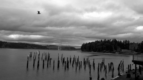 Seagull, stiles, Tacoma Narrows via Titlow Beach, Tacoma, Wash. Seagull, stiles, Tacoma Narrows via Titlow Beach, Tacoma, Wash.