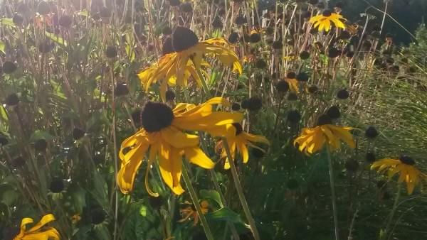 Outsidepride Rudbeckia Hirta Black-eyed Susans, Issaquah Highlands, Issaquah, Wash. Outsidepride Rudbeckia Hirta Black-eyed Susans, Issaquah Highlands, Issaquah, Wash.