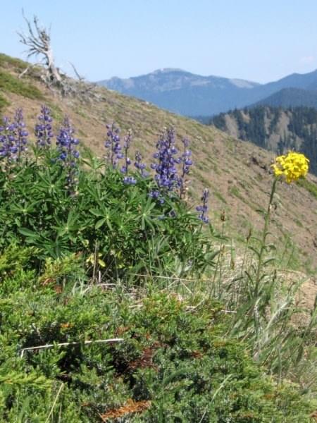 Hurricane Ridge at Olympic National Park, Wash. Hurricane Ridge at Olympic National Park, Wash.