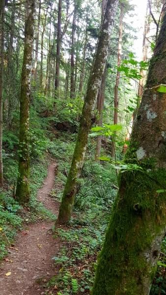 Cougar Mountain Regional Wildland Park, King County, Wash. Cougar Mountain Regional Wildland Park, King County, Wash.