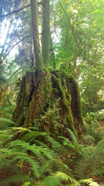 The Bloedel Reserve, Bainbridge Island, Wash. The Bloedel Reserve, Bainbridge Island, Wash.