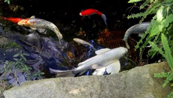 Koi at Manito Park, Spokane, Wash. Koi at Manito Park, Spokane, Wash.