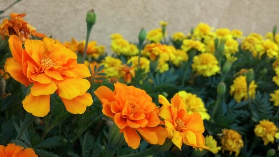 Flowers at Bishop CA Flowers at Bishop CA