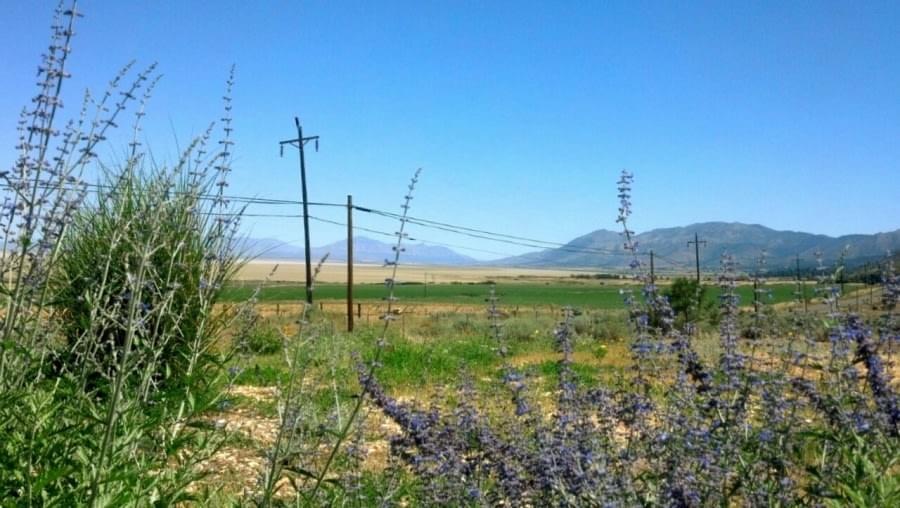 CA Rest Stop with Lavender CA Rest Stop with Lavender