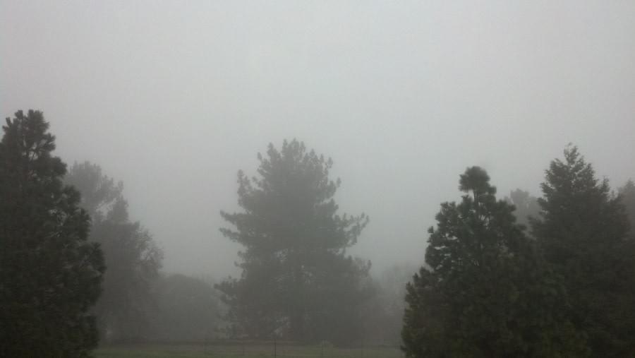 Fog at UC-Davis arboretum Fog at UC-Davis arboretum