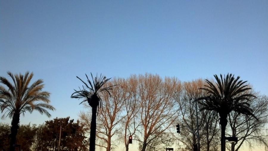 Palm Trees 2015 Palm Trees 2015