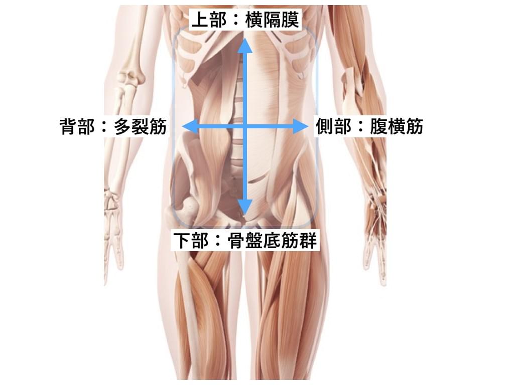体幹 体幹