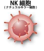 NK細胞 NK細胞