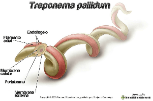 TIPS MENGATASI SIPILIS DENGAN BAHAN ALAMI TANPA KE DOKTER TIPS MENGATASI SIPILIS DENGAN BAHAN ALAMI TANPA KE DOKTER