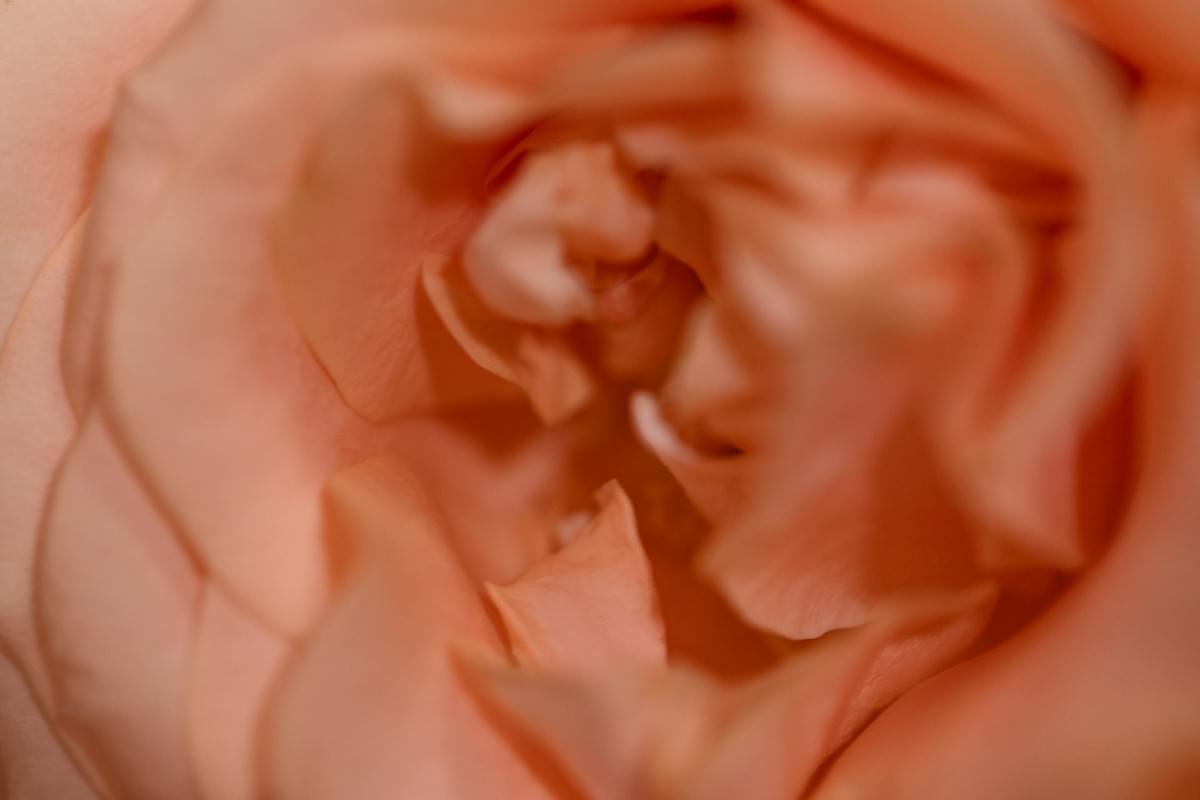 peach rose Autumn wedding peach rose Autumn wedding