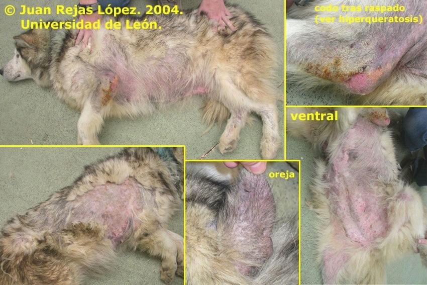 Imatge del professor Juan Rejas López (Universidad de León) - http://dermatologiaveterinaria.unileon.es Imatge del professor Juan Rejas López (Universidad de León) - http://dermatologiaveterinaria.unileon.es