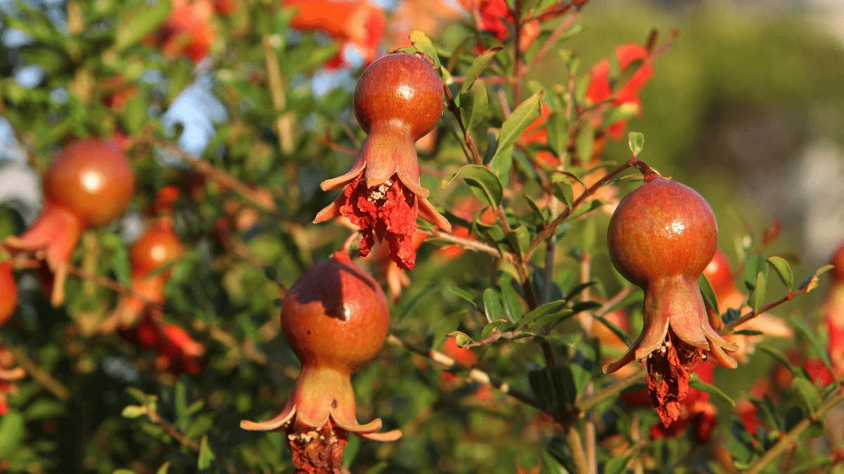 How and when are red ACCO pomegrantes collected? How and when are red ACCO pomegrantes collected?