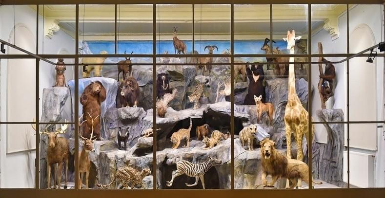 grande vitrine des animaux du musée d'histoire naturelle de lille avec lion girafe ours tigre zebre grande vitrine des animaux du musée d'histoire naturelle de lille avec lion girafe ours tigre zebre