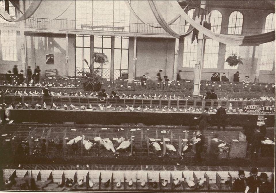 exposition colombophilie au Palais Rameau à Lille oiseaux pigeons voyageurs exposition colombophilie au Palais Rameau à Lille oiseaux pigeons voyageurs