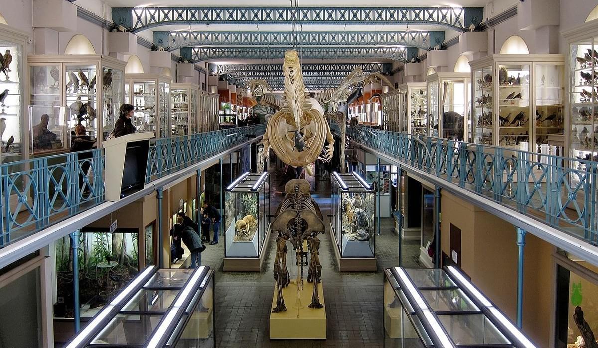grande salle du musée d'histoire naturelle de lille avec squelette et dinosaure grande salle du musée d'histoire naturelle de lille avec squelette et dinosaure