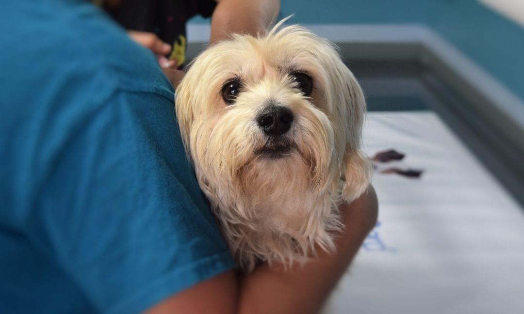 veterinaire lille clinique urgence veterinaire lille clinique urgence