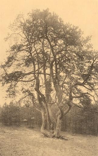 arbre remarquable de lille belgique Achtzalighedenboom arbre remarquable de lille belgique Achtzalighedenboom