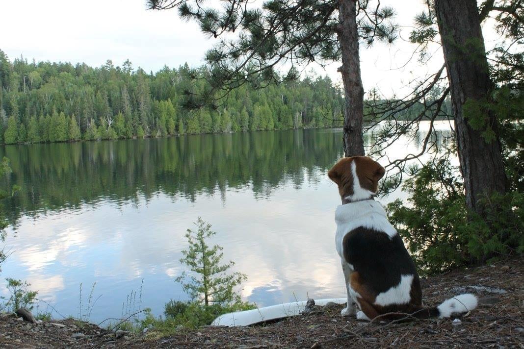 beagle sitting at the shore and looking out on Whitewater Lake, Temagami beagle sitting at the shore and looking out on Whitewater Lake, Temagami