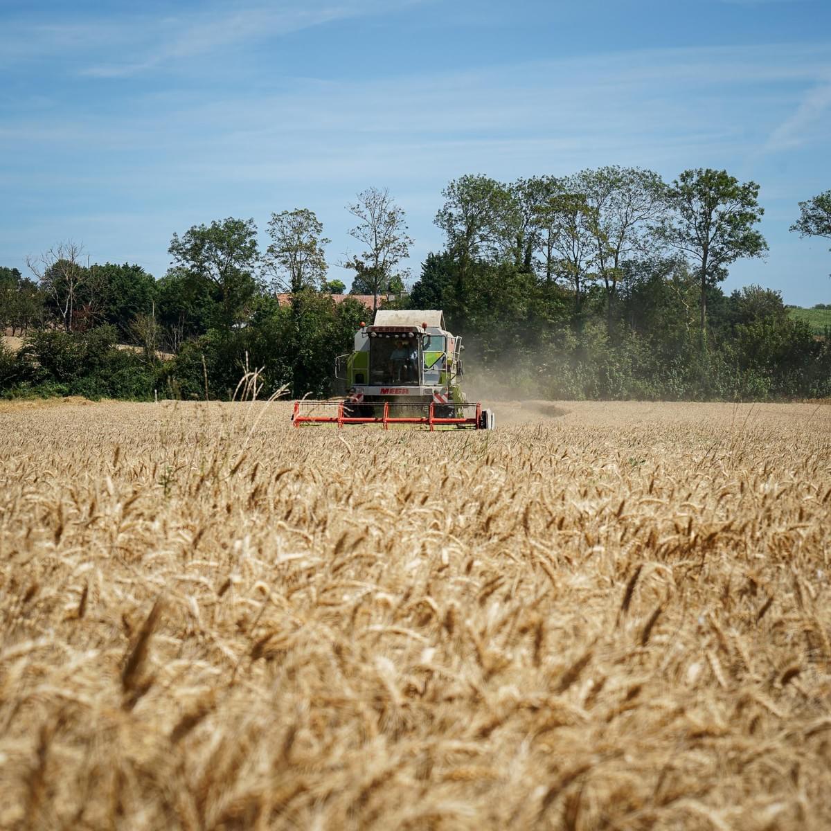 boulanger et agriculteur lors des moissons en normandie photo romane lesellier - balthazar-agence boulanger et agriculteur lors des moissons en normandie photo romane lesellier - balthazar-agence