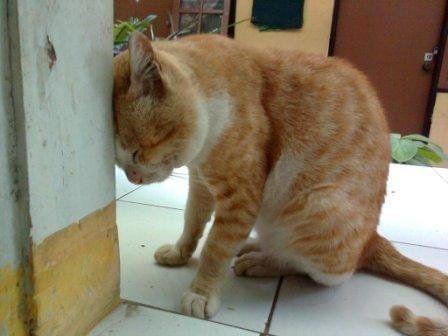 cat hitting the wall cat hitting the wall