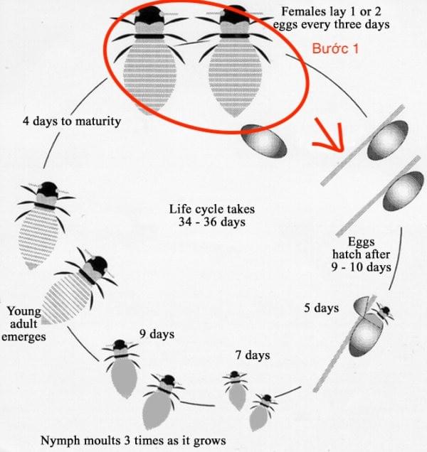 Phân tích đề "life cycle of the honey bee" IELTS WRITING TASK 1 (Kèm bài sửa) Phân tích đề "life cycle of the honey bee" IELTS WRITING TASK 1 (Kèm bài sửa)