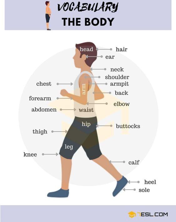 Từ vựng topic Human body (cơ thể người) IELTS Từ vựng topic Human body (cơ thể người) IELTS